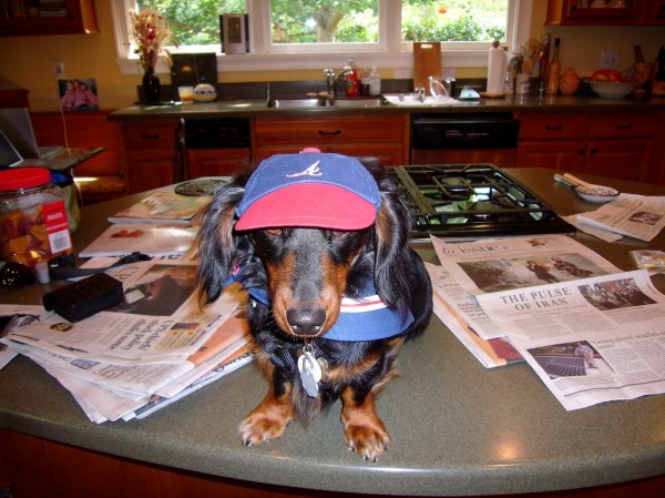 Tico on his way to Bark In The Park