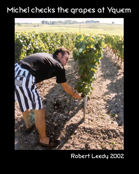 Checking the Grapes at Chateau d’Yquem