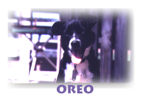 Oreo, probably around 1981, Photo by Robert Leedy