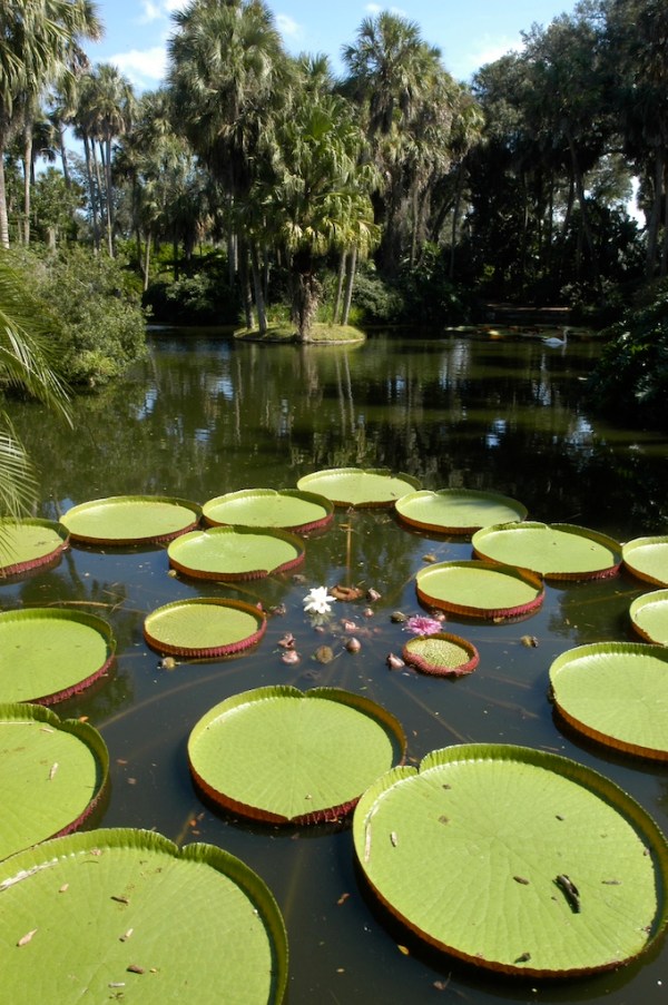 Bok Victorias, photo by Robert Leedy