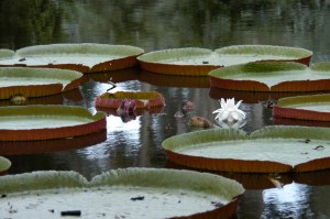 Victoria Water Lilies, photo by Robert Leedy