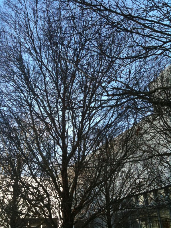 by Robert Leedy, 2009, iPhone 3G photo