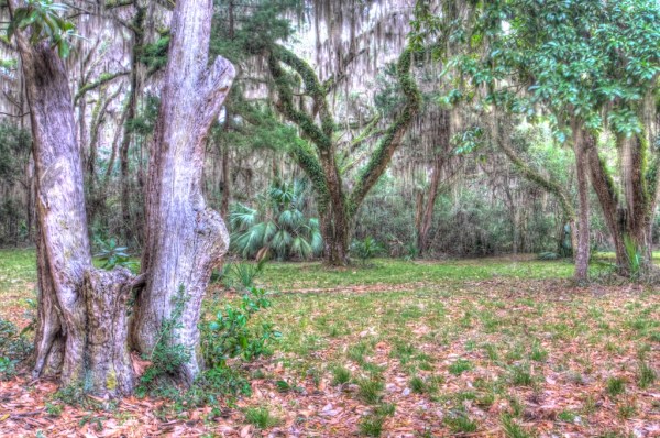 The surrounding woodland is amazing. It's nice to know this will be preserved for years to come...Photo by Robert Leedy.